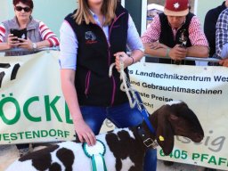 2019_ausstellung polling_768